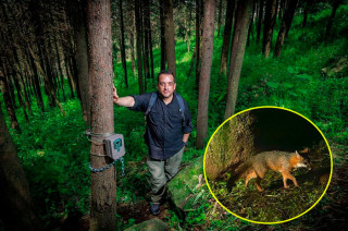 Video: Nacen cacomixtles y otras especies silvestres en CU de la UAEMéx