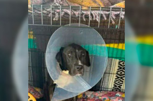 Aunque ya está fuera de peligro, continúa en recuperación y su historia ha despertado solidaridad en redes