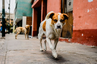 La jornada se realizará del 26 al 29 de mayo, con capacidad de atender hasta 300 animales y convocatoria abierta a voluntarios para sumarse a las brigadas.