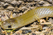 Yakacoatl tlalli, serpiente subterránea recientemente descubierta en México, destaca por su adaptación única para excavar bajo tierra.