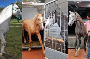 Arriban bellos ejemplares al Festival Internacional del Caballo Lusitano 2019