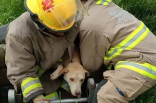 El perrito, que no tenía dueño, quedó a resguardo de las autoridades municipales.