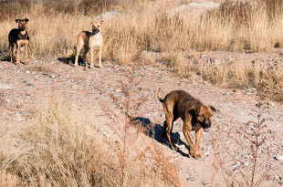 Informó que en los últimos días se han capturado diez perros que deambulaban por la vía pública y se intensificaron las labores para erradicar jaurías.