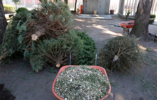 #Metepec: ponen en operación centros de acopio de árboles de Navidad