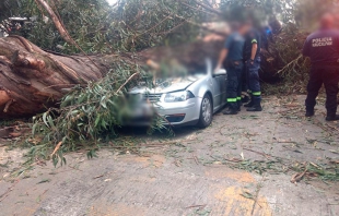 Cae árbol y mata a familia en Naucalpan