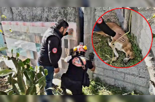 La perrita recibió primeros auxilios e hidratación en el lugar y posteriormente fue trasladada al Centro de Protección Canina para su valoración médica.