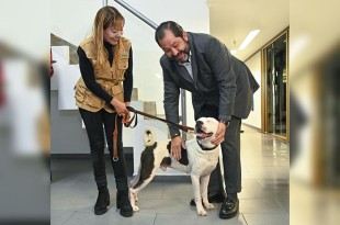 El legislador recibió al perrito de manos de Alma Diana Tapia Maya, directora general de la Comisión Estatal de Parques Naturales y de la Fauna (Cepanaf).