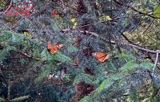 #Monarca en Zinacantepec; la colonia secreta de mariposas