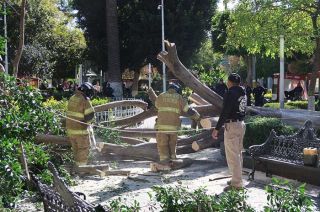 Árbol de 10 metros de altura cayó en el centro de Texcoco