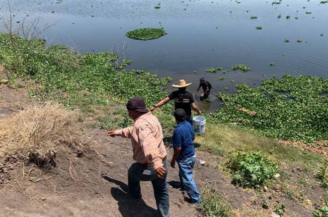 La siembra de alevines se realizó a orillas de la comunidad de San Juan Zitlaltepec, donde los pescadores se reunieron para soltar las crías adquiridas con sus propios recursos económicos.