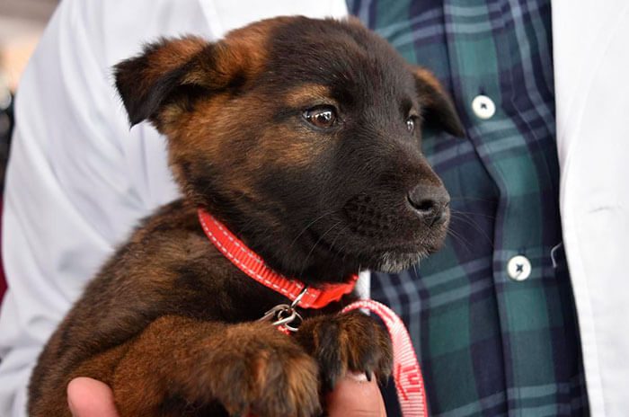 La normativa contempla rescates, esterilización, registro de mascotas y campañas de adopción en todo el Estado de México.