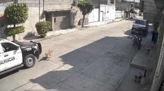 &quot;Peluche&quot; fue aplastado por una patrulla de Chimalhuacán 