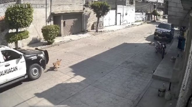 "Peluche" fue aplastado por una patrulla de Chimalhuacán