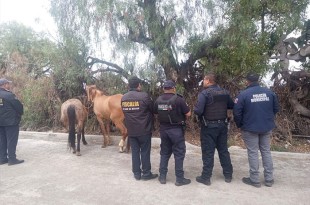 Los caballos fueron ubicados en la comunidad de San Felipe Teotitlán