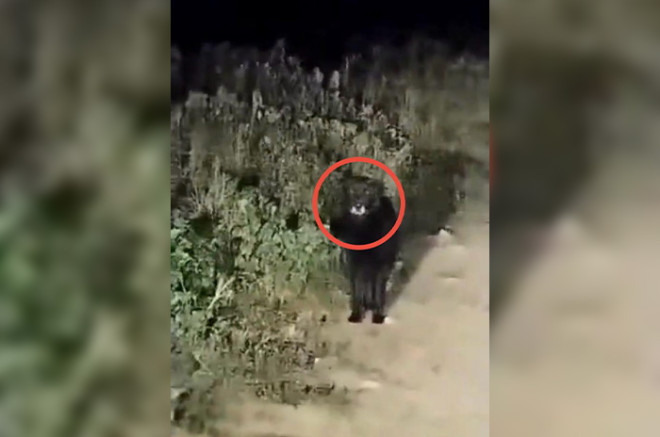 El avistamiento ocurrió la noche del viernes 8 de agosto y en las imágenes se observa a un animal tosco, con una trompa ancha y una postura inusual que algunos describen como similar a la de un humano.