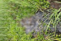 Vecinos de San Pedro Cholula alertaron a las autoridades tras observar un cadáver flotando entre lirios y vegetación acuática.