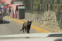 Una pantera fue vista caminando cerca de los Arcos de los Remedios en Naucalpan.