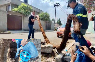 Una raíz de más de 10 metros fue extraída de la tubería principal en Jardines de Morelos, Ecatepec, tras años de provocar baja presión en el suministro de agua.