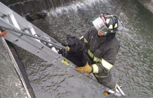 #Toluca: Bomberos rescatan a perrito del río Verdiguel