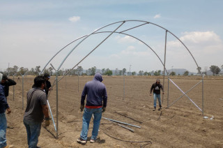 El macrotúnel combina riego por goteo, acolchado plástico y ventilación controlada.