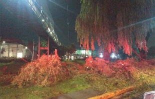 #Metepec: Detienen a grupo que talaba árboles en Pino Suárez