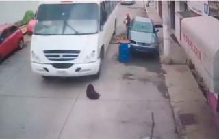 Atropellan a perro en calles de #Huixquilucan