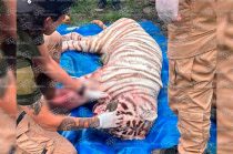 También se espera un posicionamiento sobre las condiciones en las que ocurrió su escape del centro de resguardo y las medidas que se adoptarán para evitar un hecho similar.