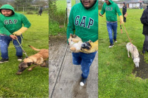 Los tres lomitos rescatados en Valle de Bravo quedaron bajo el cuidado del Centro de Adopción y Bienestar Animal