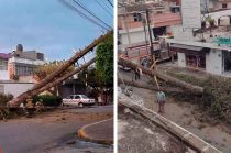 Algunos de los árboles están sobre cables de energía eléctrica, aumentando el riesgo para su retiro.