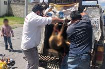Vecinos del fraccionamiento Galaxias en Toluca denunciaron el envenenamiento de al menos ocho perros