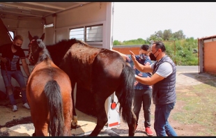 Rescatan a dos yeguas maltratadas por recolectores de #Coacalco