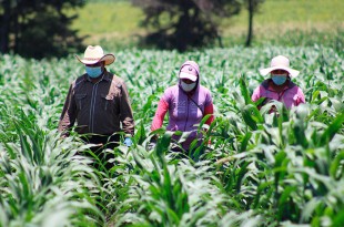 Reitera Secretaría del Campo apoyo a las productoras de zonas prioritarias