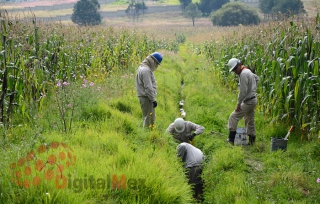 Detectan toma clandestina en Acolman; aseguran pipa con 33 mil litros