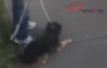 Hombre es grabado mientras arrastra a su perro con un lazo en Toluca