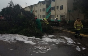 Lluvia y vientos derriban árboles en Metepec