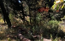 #ÚltimaHora: abandonan torso humano en #Xalatlaco