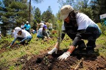 Periodistas, comunicadores y ciudadanía podrán participar este sábado en la plantación de oyameles en el Paraje El Salto de El Mirasol.