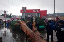 fueron las rachas de viento y la caída de granizo lo que provocó la caída del árbol