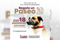 La cita es en el Jardín Zaragoza, justo frente al Centro Cultural Tolzú, en un horario de 11:00 a. m. a 2:00 p. m.
