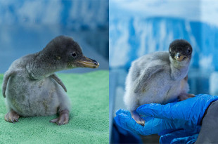 Con este nacimiento, Alex se convierte en madre y da paso a una nueva generación de pingüinos completamente mexicanos