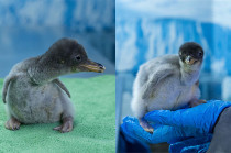 Con este nacimiento, Alex se convierte en madre y da paso a una nueva generación de pingüinos completamente mexicanos