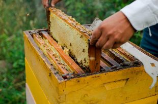El traslado de colmenas fortalece la polinización y favorece la biodiversidad regional