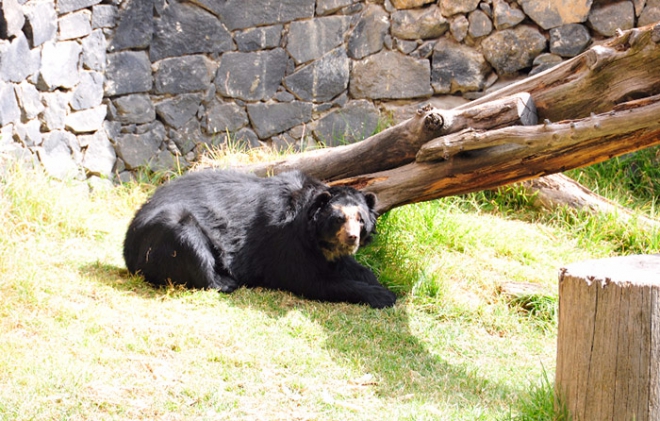 Ofrece Zacango rehabilitación a animales que han vivido fuera de su hábitat