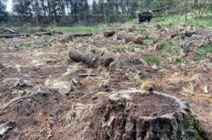 Zona boscosa del Parque de los Venados, en Zinacantepec, donde fue presentada una denuncia ante la PROPAEM por la presunta tala y pérdida de cobertura forestal.