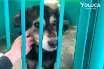 #Toluca mejora eficiencia de Centro de Control y Bienestar Animal