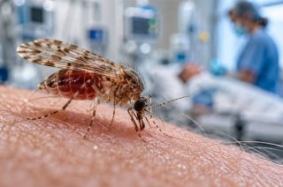 Francia confirma primer caso humano del virus Shamonda; paciente falleció