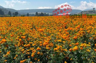 El corte de flores, que abarca desde el 25 hasta el 31 de octubre