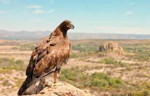 Promueve acciones encaminadas a la recuperación de esta especie en territorio mexiquense