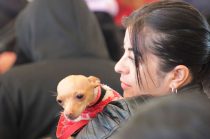 Sanciones alcanzan hasta 35 mil pesos y contemplan arrestos por condiciones inadecuadas