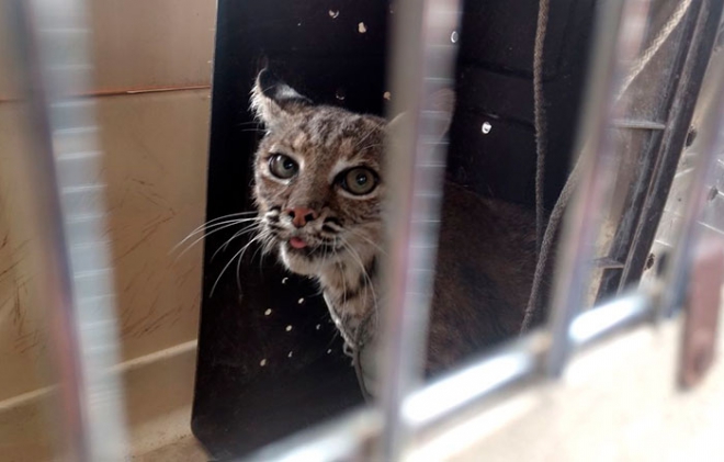 Rescatan a lince que estaba dentro de mercado en Santa Clara, Ecatepec